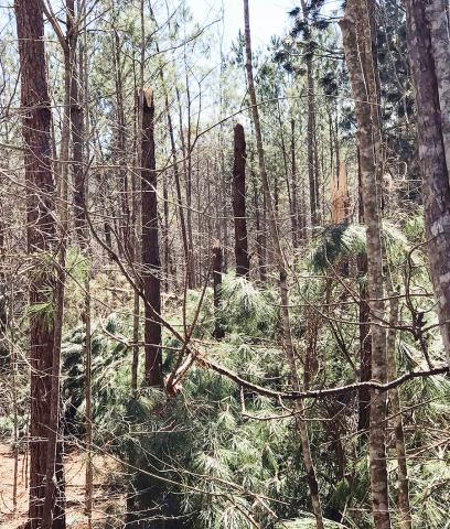 Shown is a portion of the tree and timber damage that occurred on Feb. 23 on Crawley Rd. from an EF1 tornado.